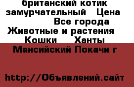 британский котик замурчательный › Цена ­ 12 000 - Все города Животные и растения » Кошки   . Ханты-Мансийский,Покачи г.